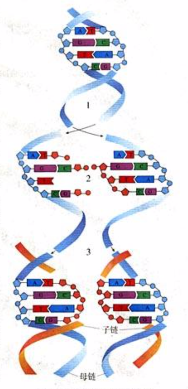 dna分子复制示意图