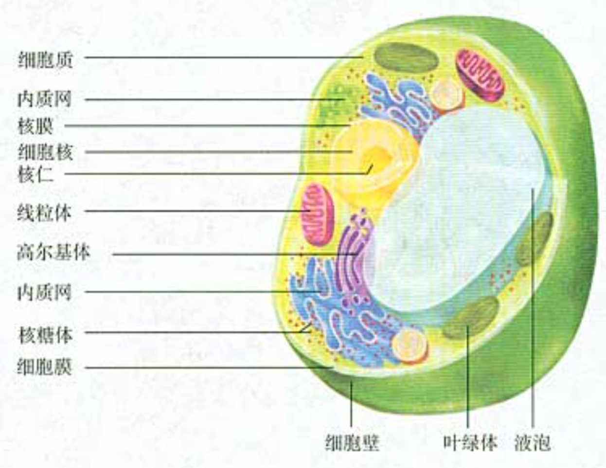 动物细胞(左)和植物细胞(右)亚显微结构模式图_word文档免费下载_文档大全
