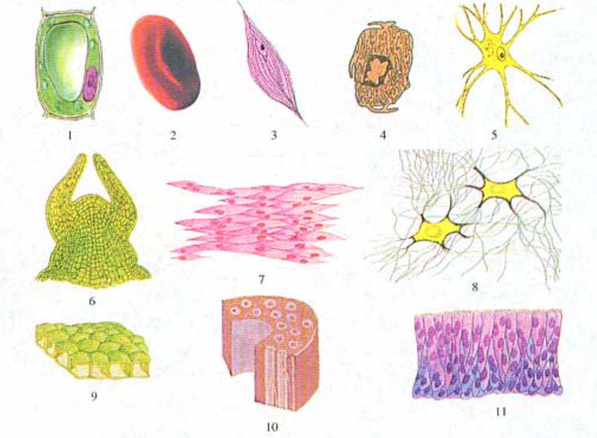 各种图同形状的细胞和组织模式图
