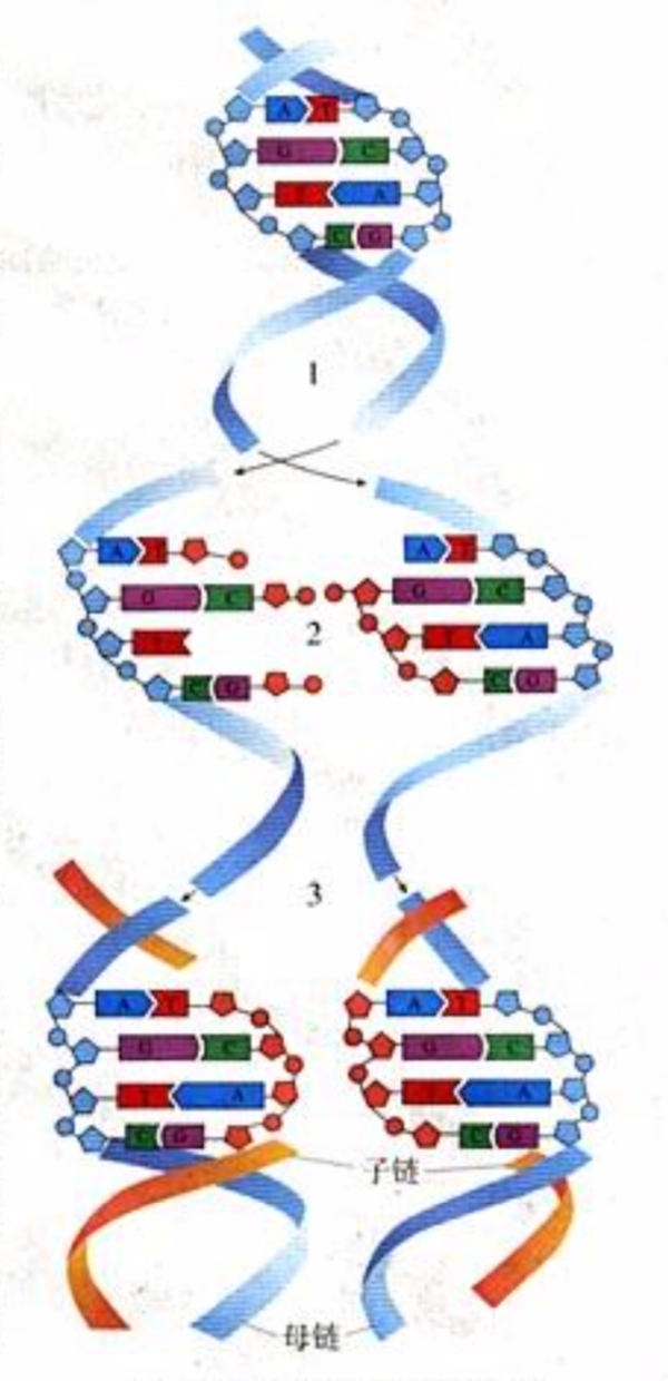 DNA分子复制示意图