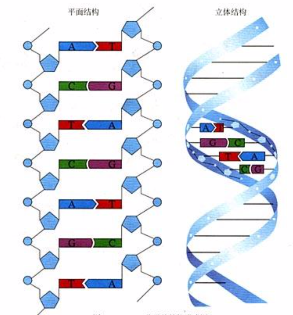 DNA分子的机构模式图