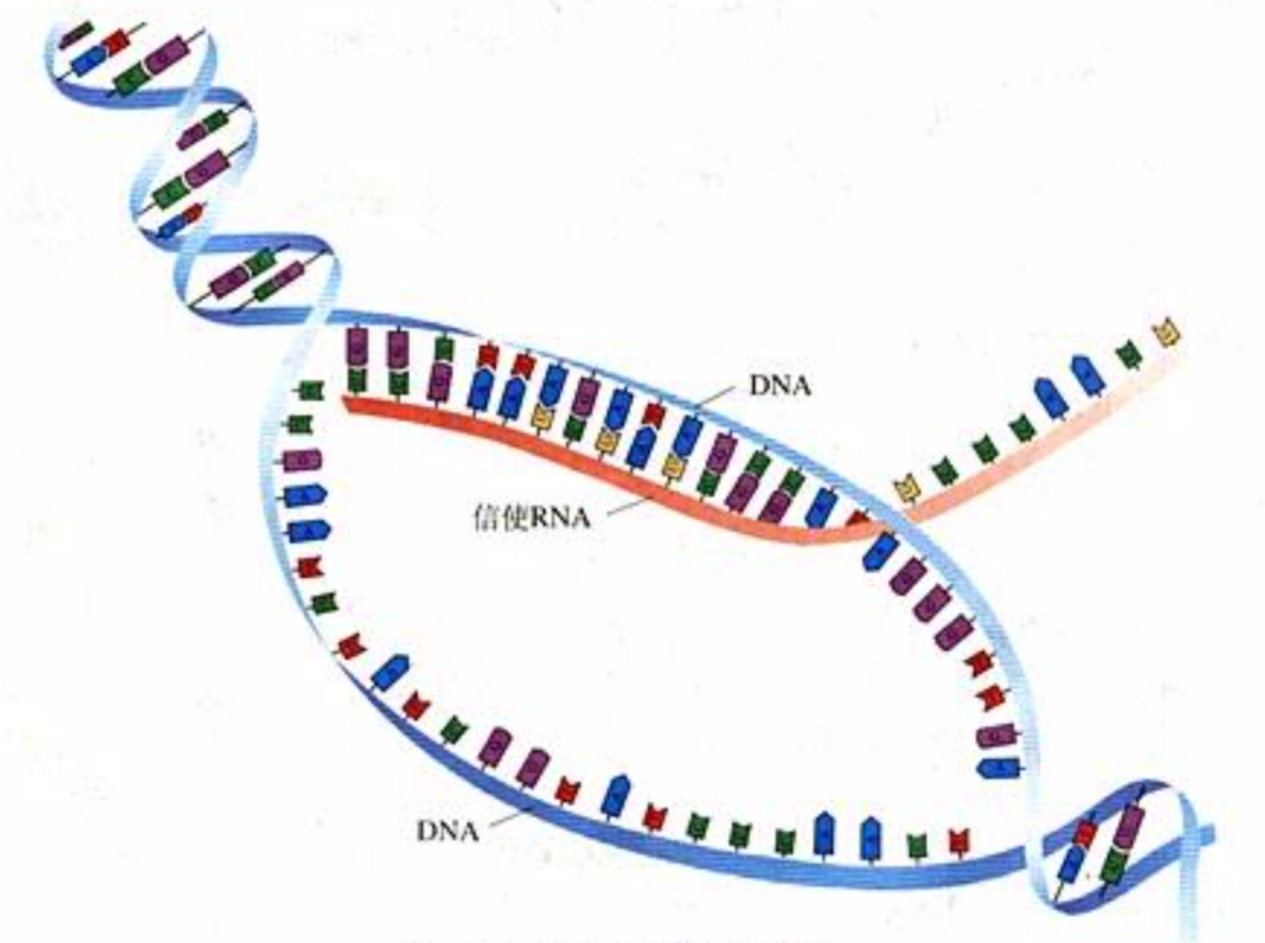 DNA转录RNA图解